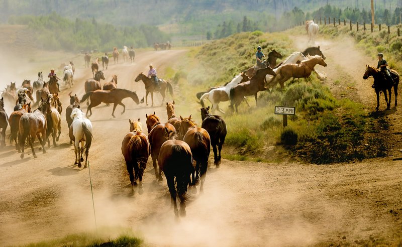 A large herd of horses runs down a dusty dirt road as mounted riders drive them through golden light.
