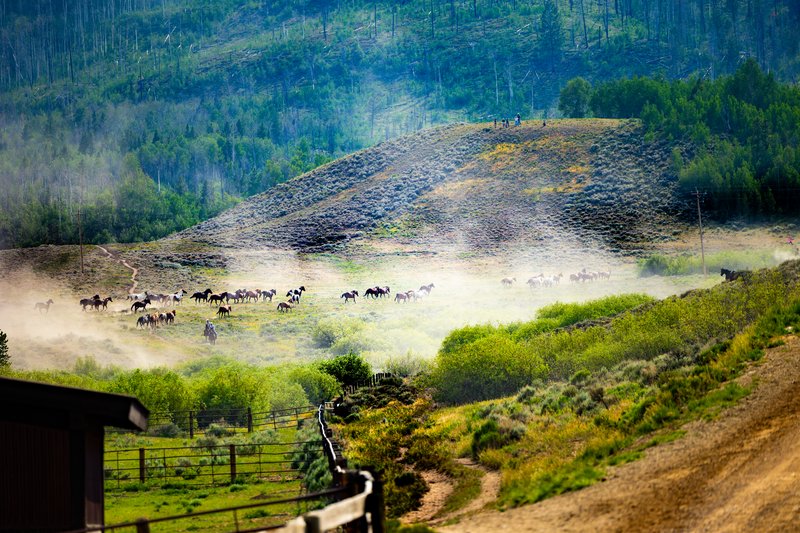 A herd of horses driven through a dusty green valley by a lone rider, with hazy forested hills rising behind.