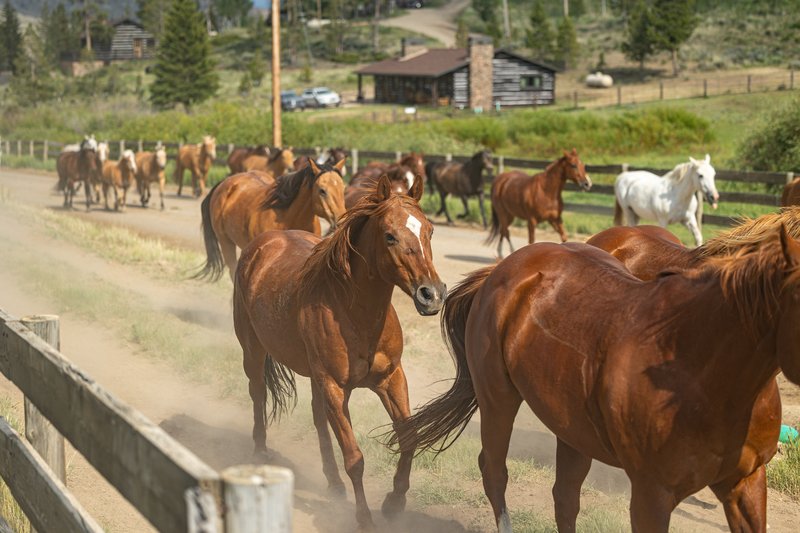 A chestnut horse canters toward the camera kicking up dust as a herd moves down a dirt ranch road past a log cabin and split-rail fence.